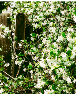 Les plus belles fragrances...