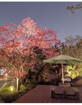 Thés Wu long de Taïwan et...