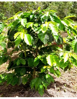 Nos assemblages café pour...