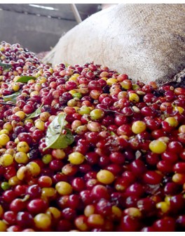 Nos cafés colombiens :...