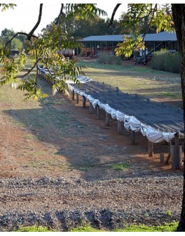Du "Vin" Cafés fermentés au...