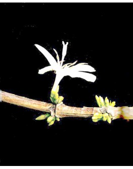 Blend le plus onctueux : Un...