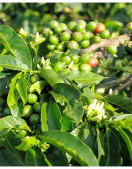 Nos cafés africains :...