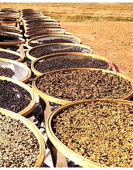 Les volcans nicaraguayens :...