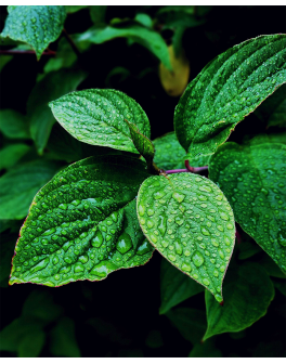 Les plus belles fragrances...