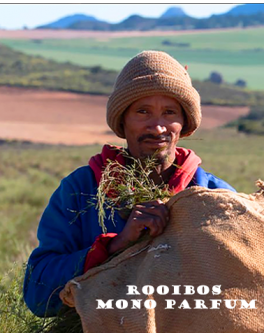Rooibos mono parfum