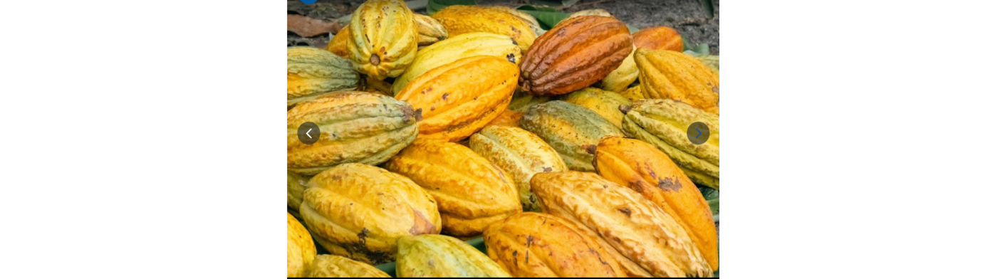 Carte des fèves de cacao